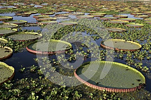 Giant Amazon water lily, Victoria amazonica