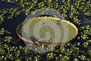 Giant Amazon water lily, Victoria amazonica