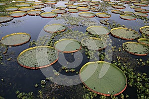 Giant Amazon water lily, Victoria amazonica