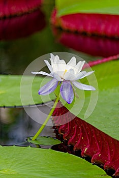 Giant Amazon water lily with white and mouve flower photo