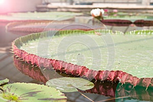 Giant Amazonian Victoria water lily pads