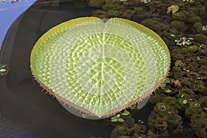 Giant Amazonian Water Lily Pads Closeup