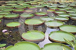 Giant Amazonian Water Lily Pads photo