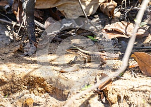 Giant Ameiva (Ameiva ameiva) on the Ground in Brazil