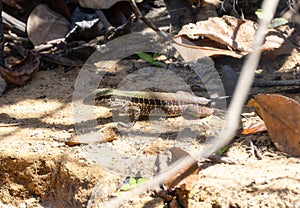 Giant Ameiva (Ameiva ameiva) on the Ground in Brazil