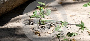 Giant Ameiva (Ameiva ameiva) on the Ground in Brazil