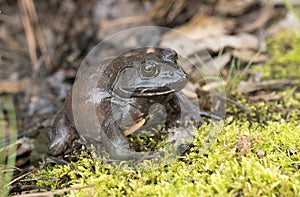 Giant American Bullfrog, Georgia