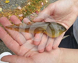 Giant American Bullfrog Tadpole in hands