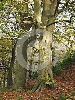 Giant ancient beech trees in spring forest on sloping hillside