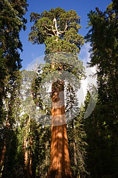 Giant Ancient Seqouia Tree Kings Canyon National Park