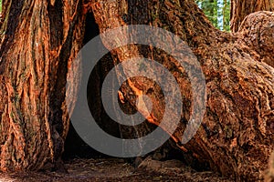 Giant ancient sequoia hollow tree trunk in the Redwoods Forest in California