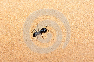 Giant Ant Camponotus xerxes, a black night time creature, running along the sand dunes in the United Arab Emirates at night