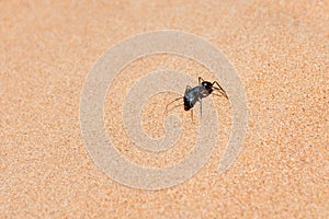 Giant Ant Camponotus xerxes, a black night time creature, running along the sand dunes in the United Arab Emirates at night