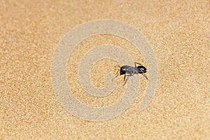Giant Ant Camponotus xerxes, a black night time creature, running along the sand dunes in the United Arab Emirates at night