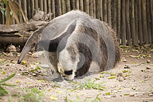 Giant ant eater walking