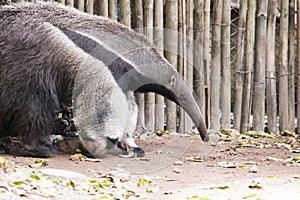 Giant ant eater