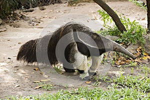 Giant ant eater