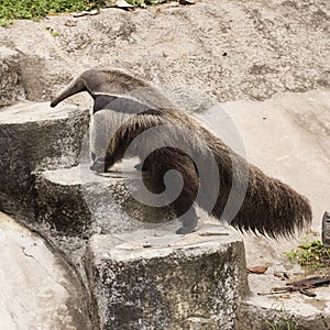 Giant ant eater walking