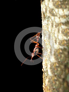 Giant Ant on tree