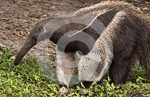 Giant Anteater