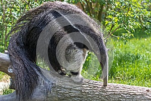 Giant Anteater