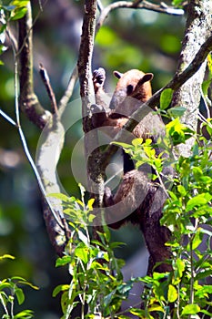 Giant anteater.