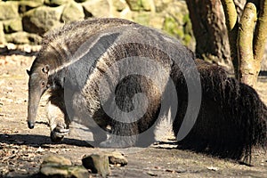 Giant anteater