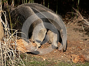 Giant Anteater