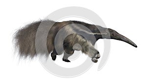 Giant Anteater