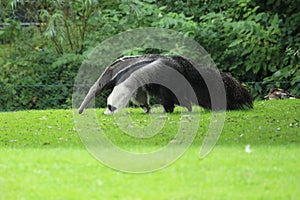 Giant anteater