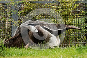 Giant anteater with a baby