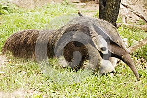 Giant Anteater and baby