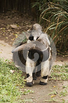 Gigante oso hormiguero a un nino 