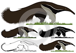 Giant Anteater bandeira in front view photo