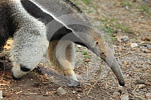 Giant anteater detail