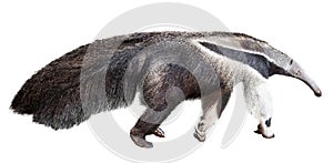 Giant anteater