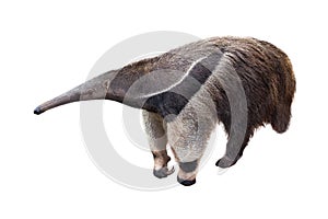 Giant anteater isolated on White Background