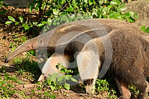 Giant anteater Myrmecophaga tridactyla