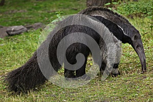 Giant anteater Myrmecophaga tridactyla