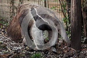 Giant anteater (Myrmecophaga tridactyla).