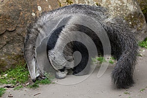 Giant anteater (Myrmecophaga tridactyla).