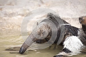 Giant Anteater (Myrmecophaga tridactyla)