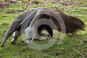 Giant anteater (Myrmecophaga tridactyla).