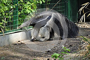 Giant anteater, or Myrmecophaga tridactyla