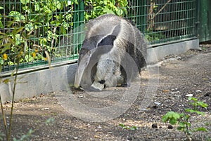 Giant anteater, or Myrmecophaga tridactyla