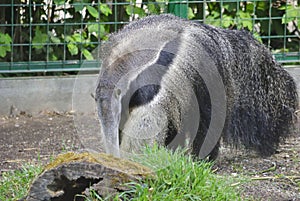 Giant anteater, or Myrmecophaga tridactyla