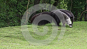 The giant anteater, Myrmecophaga tridactyla also known as the ant bear, is an insectivorous mammal