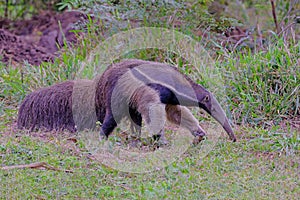 Giant Anteater, Myrmecophaga Tridactyla, also known as the Ant Bear, Matto Grosso Do Sul, Pantanal, Brazil