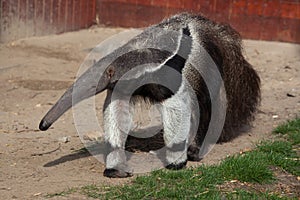 Giant anteater (Myrmecophaga tridactyla). photo