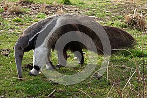 Giant anteater (Myrmecophaga tridactyla). photo